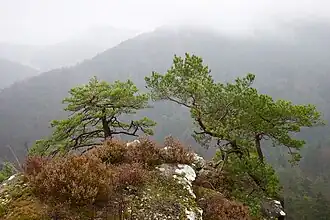 Blick von Rindsberg