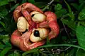 Akee-Frucht