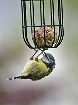Blaumeise (Cyanistes caeruleus): überkopf am Futter