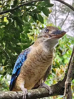 Blauflügelliest