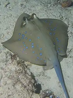 Grauer Stechrochen
