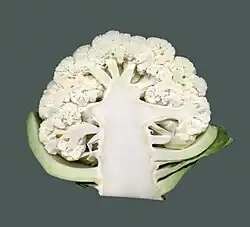 Blumenkohl – Längsschnitt