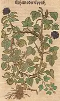 Hieronymus Bock 1546
