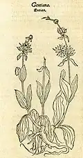 Hieronymus Bock 1546/52