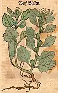 Hieronymus Bock 1546 Hyoscyamus albus