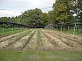 FloraFarm, Bockhorn