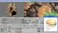 Runtergeladene BodyParts3D Polygon-Daten in Blender.