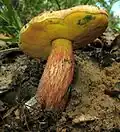 Exsudoporus floridanus