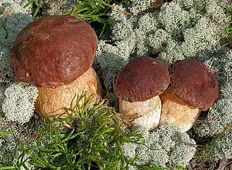 Kiefern-Steinpilz Boletus pinophilus