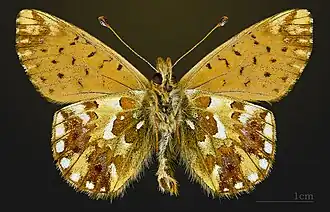 △ Boloria pales pyrenesmiscens