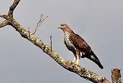 Habichtadler