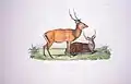 Cervus nippon pseudaxis in Voyage autour du Monde exécuté pendant les années 1836 et 1837 sur la Corvette La Bonite