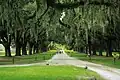 Avenue of Oaks