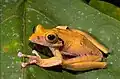 Boophis brachychir