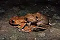 Boophis madagascariensis
