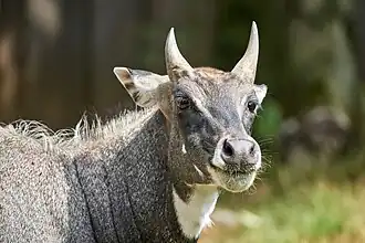 Nilgauantilope