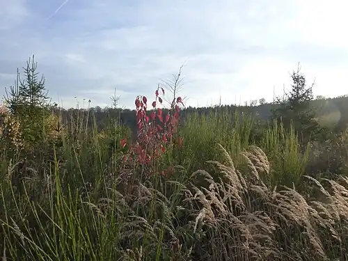 Waldlandschaft