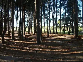 Wald bei Kiyú