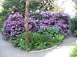 Rhododendronhain