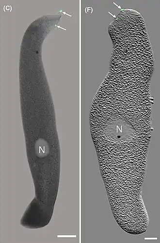 Die Kombination verschiedener Bildgebungsverfahren zeigt zwei Körperchen (engl. distinct bodies) in den Trophozoiten (links dorsal, rechts ventral). N: Zellkern, Balken: 20 µm.