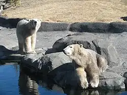 Eisbären