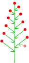 Ein Botryoid mit Terminalblüte und angedeuteter Verzweigung