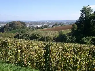 Herbst