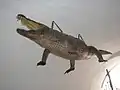 Der „Brünner Drache“