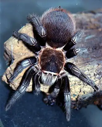 Möglicherweise ein Weibchen von B. sabulosum mit deutlichen hellen Streifen auf den Beinen.