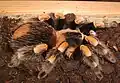 Brachypelma smithi