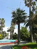 Bis zu 17 Meter Höhe können erreicht werden. Das Bild zeigt ein Exemplar aus Italien, das schon Blütenstände gebildet hat.