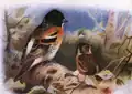 Bergfink aus dem Werk The Birds of the British Isles and Their Eggs (1919)