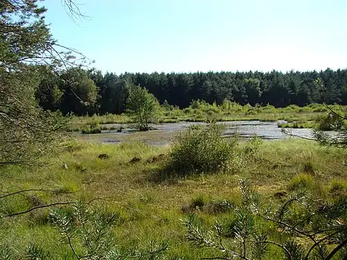 Das Brambosteler Moor (NSG), nahe dem Quellgebiet der Gerdau