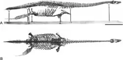 2026 - „Westfälische Plesiosaurier“, hier repräsentiert durch den Holotyp von Brancasaurus brancai