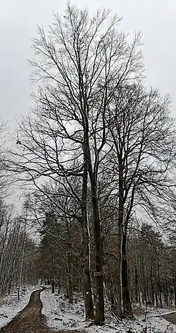 Baum – fälschlich als „Brandbuche“ gekennzeichnet – auf dem Bloskülb im Dezember 2020