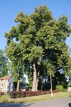 Gedenkkapelle zum hl.&nbsp;Kreuz mit Linde im Park