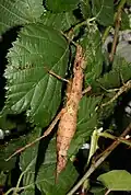 Weibchen