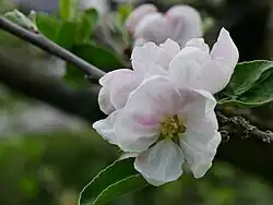 Einzelblüte