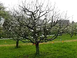 Ganzer Baum