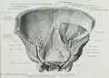Schnitt in der Frontalebene, Blick von hinten. Der N. femoralis auf der Oberseite des Iliopsoas.