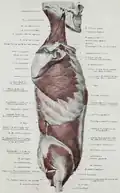 Darstellung des Gluteus minimus, welcher sich kappenförmig um den Trochanter major herumlegt.