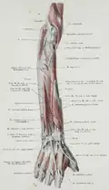 Musculus anconeus.