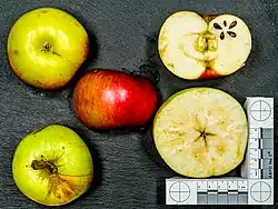 Bramleys Sämling