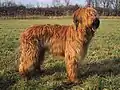 Briard