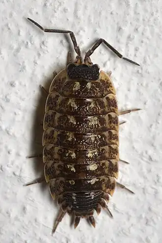 Porcellio spinicornis