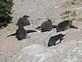 Jungtiere trocknen ihr Daunenkleid