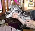 Britisch Kurzhaar, Silber-Tabby