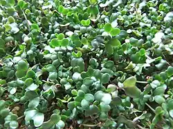 Broccolisprossen