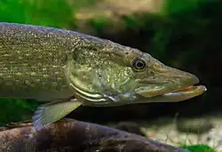 Hecht (Esox lucius)