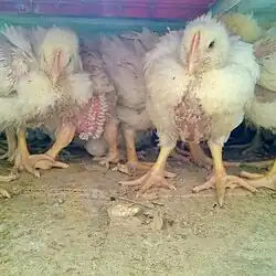 Lebende Broiler